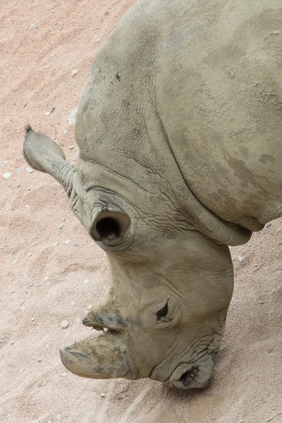 Neushoorn in de jungle — Stockfoto