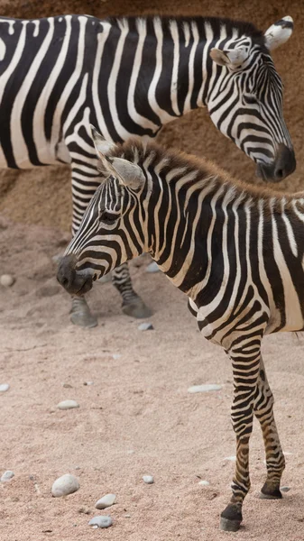 Zebra in the jungle — Stock Photo, Image