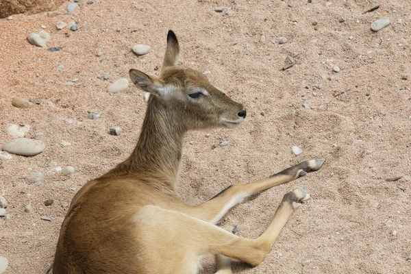 Antilope i savannen - Stock-foto
