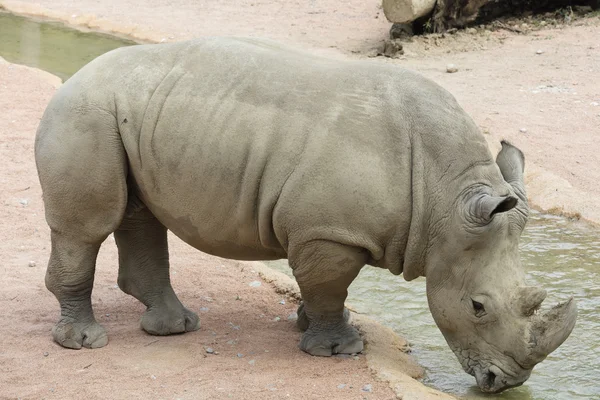 Rhino dans la jungle — Photo
