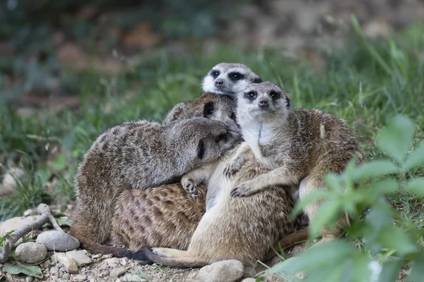 Meerkats in the savannah — Stock Photo, Image