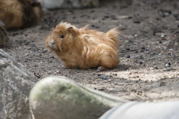 หมูตะเภาในฟาร์ม — ภาพถ่ายสต็อก