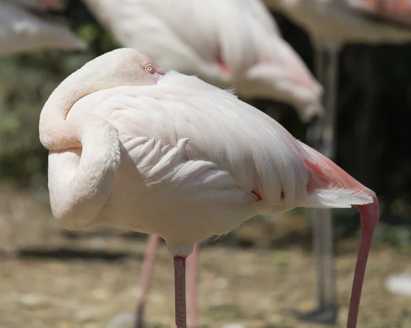 Pink flamingo in the farm — Stock Photo, Image