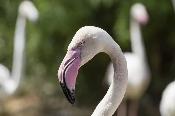 Pink flamingo in the farm — Stock Photo, Image