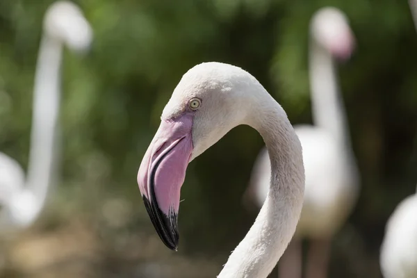 Flamant rose à la ferme — Photo