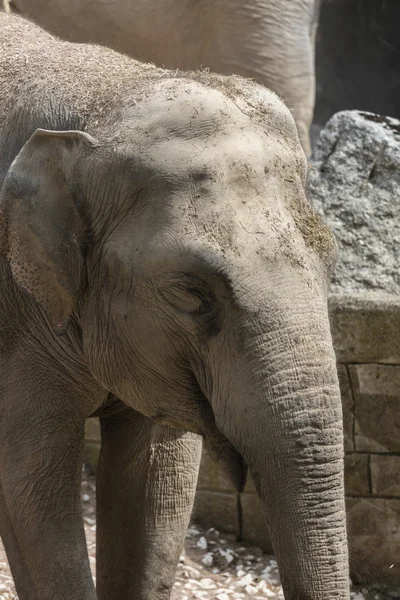 Elefante en la selva — Foto de Stock