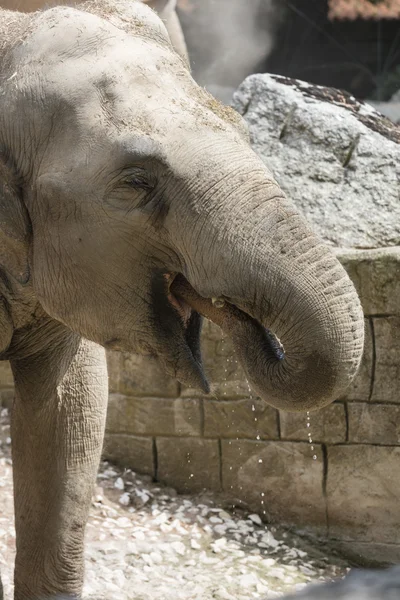 Elefante en la selva — Foto de Stock