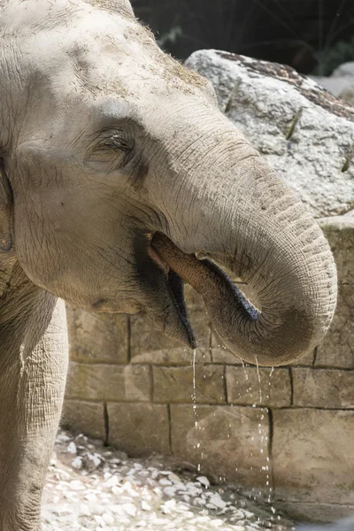 Éléphant dans la jungle — Photo