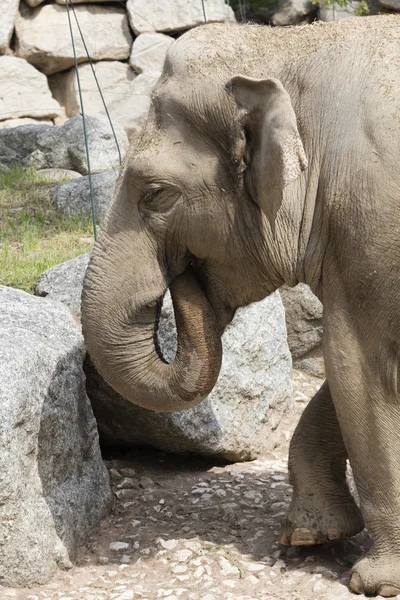 Elefante en la selva — Foto de Stock