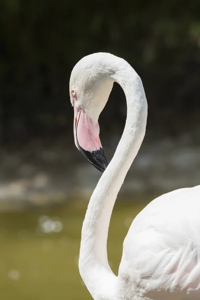 Pink flamingo in the farm Stock Picture