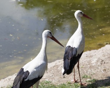 Beyaz leylek gruptaki