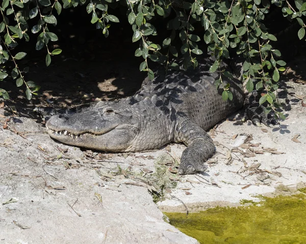 Zuřivé aligátora na řece — Stock fotografie