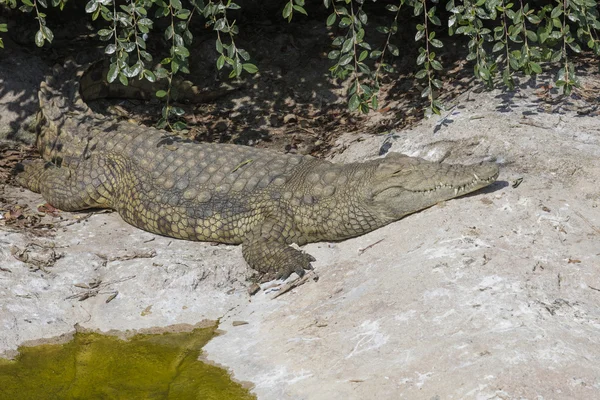 Woeste krokodil op rivier — Stockfoto