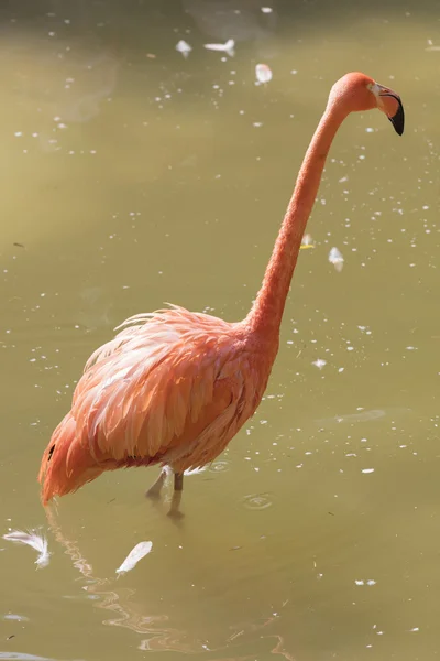 Ruber flamingo w farmie — Zdjęcie stockowe