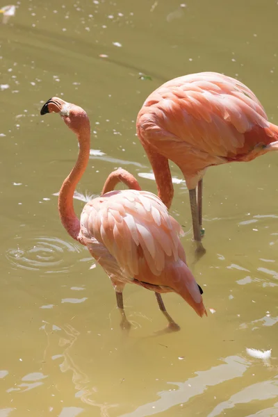 Ruber flamingo gruptaki — Stok fotoğraf