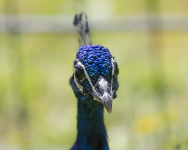 Peacock warna-warni di peternakan — Stok Foto