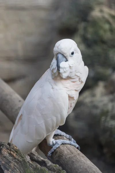 Cacatua parrot on its perch — стоковое фото