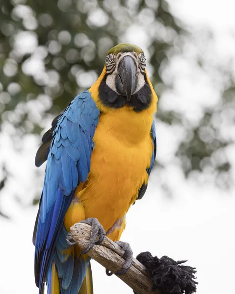 Ara ararauna papuga na jego okoń — Zdjęcie stockowe