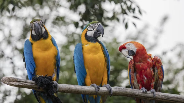Ara ararauna e papagaio-arara em seu poleiro — Fotografia de Stock