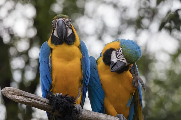 Ara ararauna parrot on its perch — Stock Photo, Image