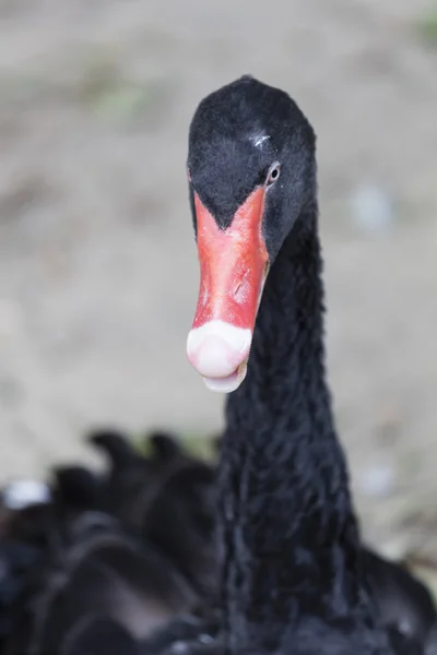 Černá labuť na statku — Stock fotografie