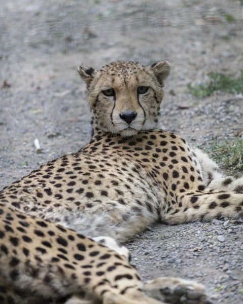 Gepard v džungli — Stock fotografie