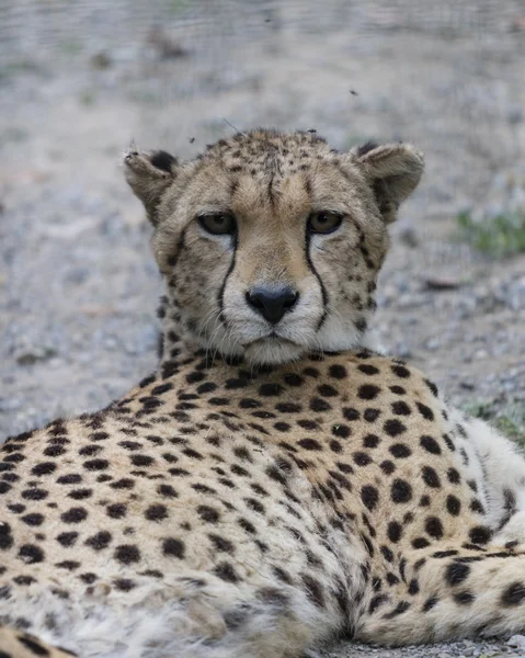 Cheetah i djungeln — Stockfoto