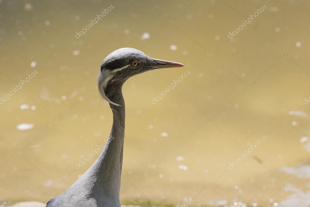 Une Grue Oiseau Virgo Photographie Spetenfina 119600602