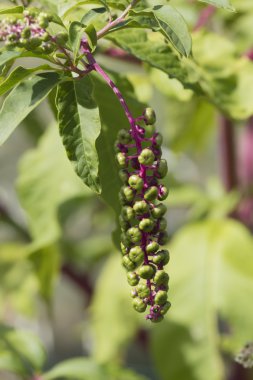 çiçek bahçesinde Phytolacca