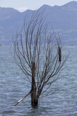 Göldeki ağaç