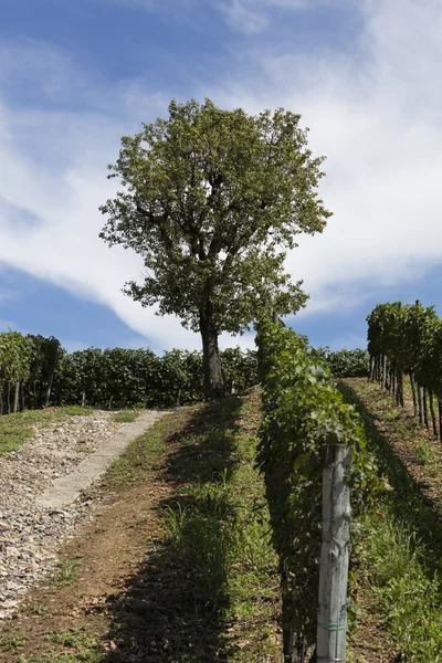Vineyard in spring — Stock Photo, Image