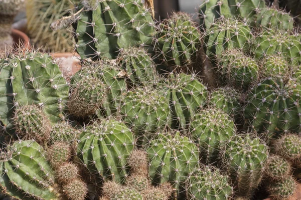 Sappige plant in de tuin — Stockfoto