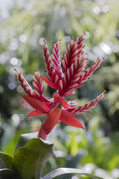 Flor en el jardín — Foto de Stock