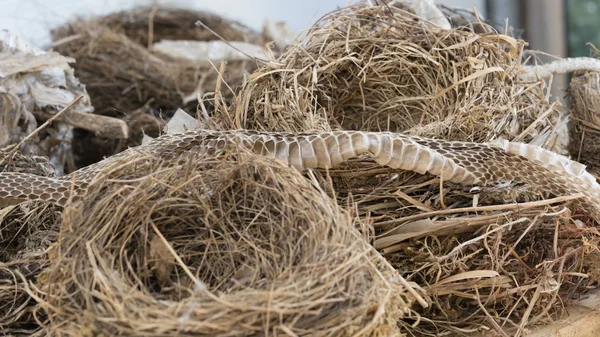 Birds nest and snake skin — Stock Photo, Image