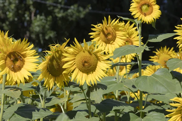 Campo cultivado con girasol — Foto de Stock