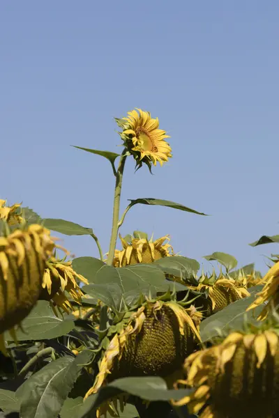 Cultivated field with sunflower — Stock Photo, Image