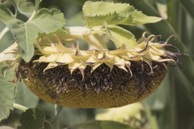 Bahçedeki ayçiçeği