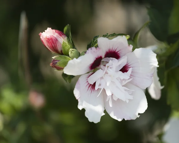 Hibisco en el jardín —  Fotos de Stock