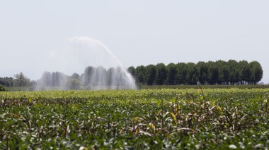 Yaz aylarında sulama alanları