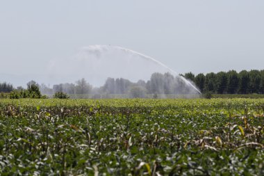 Yaz aylarında sulama alanları