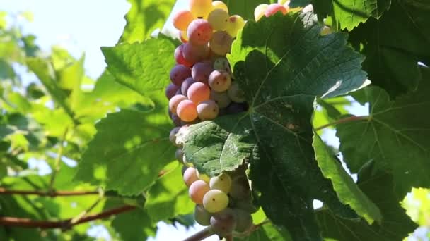 Winogron i winnic — Wideo stockowe