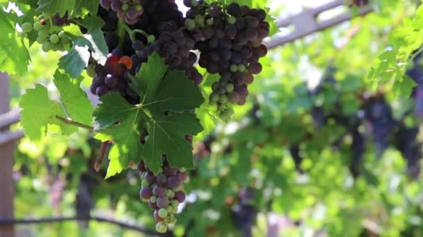 Виноградники и виноградники — стоковое видео