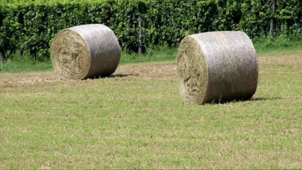 Fardos de feno no campo — Vídeo de Stock