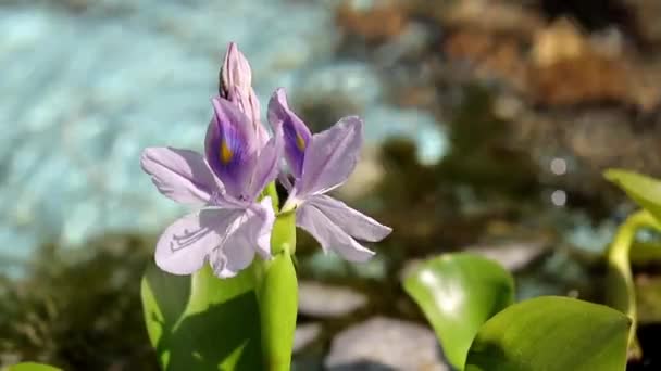 Nenúfar en el lago — Vídeo de stock