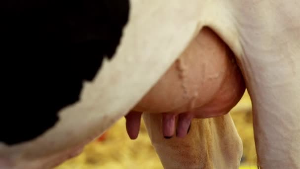 Vaca leiteira no celeiro — Vídeo de Stock