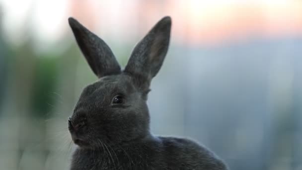 Gray rabbit cleans his snout — Stock Video