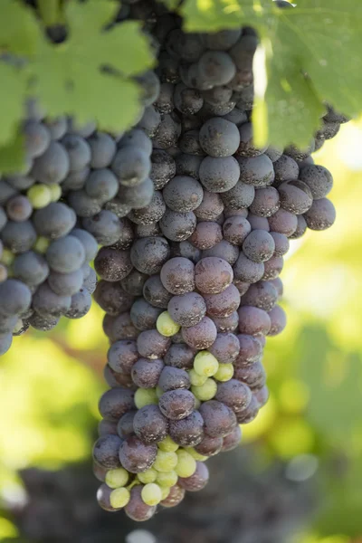 Grape and vineyard — Stock Photo, Image