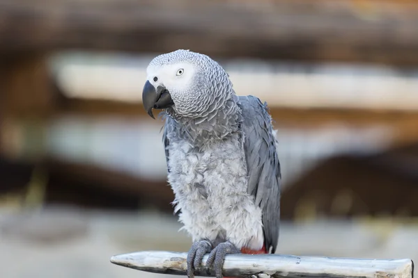 Grey parrot on perch — Stock Photo, Image