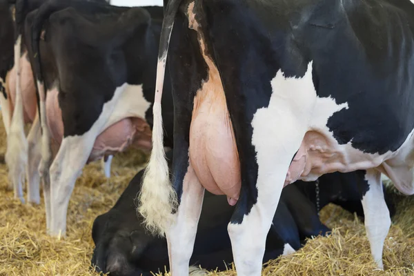 Dairy cow in the barn — Stock Photo, Image