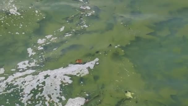 Contaminación del lago — Vídeo de stock